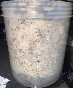 First time grower, slow rough experience. Unsure if this is okay or not 699e815d09930