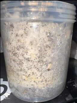 First time grower, slow rough experience. Unsure if this is okay or not 699e815e362b0