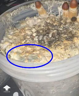 First time grower, slow rough experience. Unsure if this is okay or not 699eb2b63977b