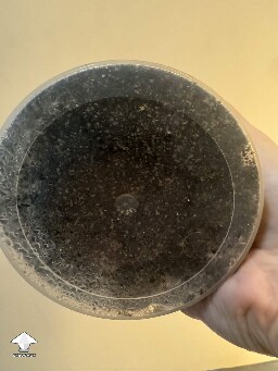 First time grower, slow rough experience. Unsure if this is okay or not 699f506e9c62b