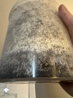 First time grower, slow rough experience. Unsure if this is okay or not 699f507067912