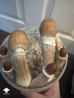 First time grower, slow rough experience. Unsure if this is okay or not 699f507157db3