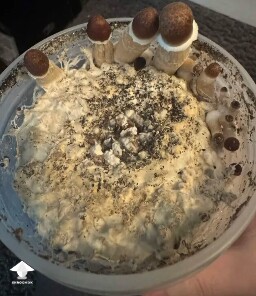 First time grower, slow rough experience. Unsure if this is okay or not 699f50de004e4