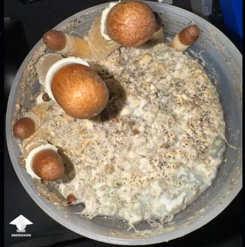 Thumbnail: First time grower, slow rough experience. Unsure if this is okay or not 699e8158c3f9d