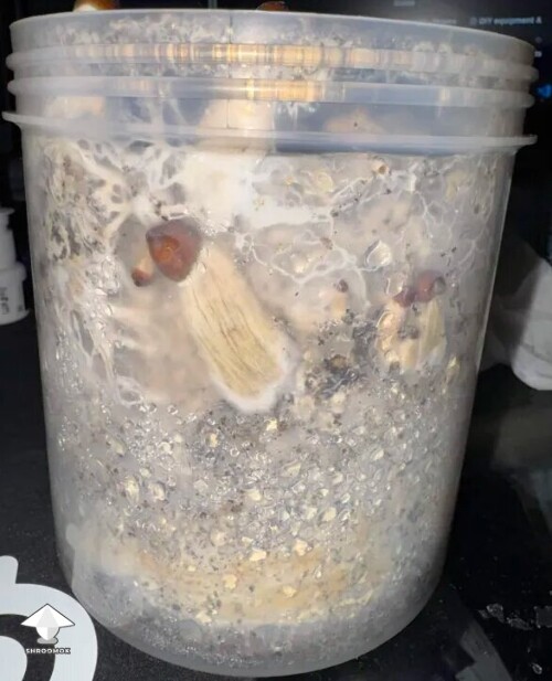 Thumbnail: First time grower, slow rough experience. Unsure if this is okay or not 699e815a2dc32