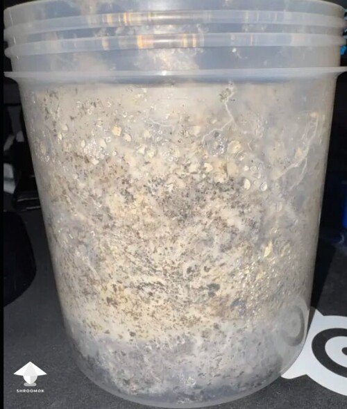 Thumbnail: First time grower, slow rough experience. Unsure if this is okay or not 699e815baf27c