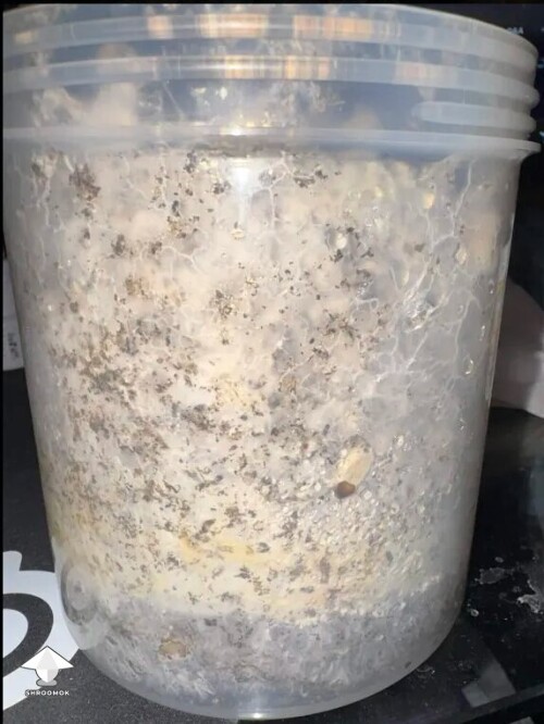 Thumbnail: First time grower, slow rough experience. Unsure if this is okay or not 699e815e362b0