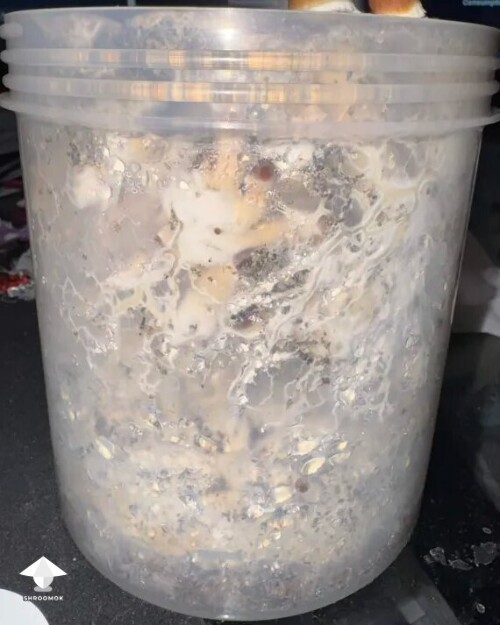 Thumbnail: First time grower, slow rough experience. Unsure if this is okay or not 699e815f3a066