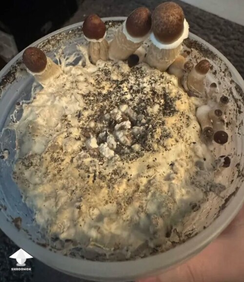 Thumbnail: First time grower, slow rough experience. Unsure if this is okay or not 699f50de004e4