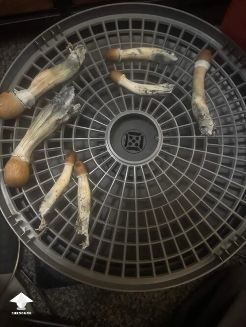 Thumbnail: First time grower, slow rough experience. Unsure if this is okay or not 699f6e18444b0