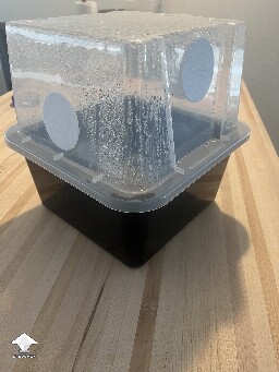 Slow growing 69a9b14398ab8