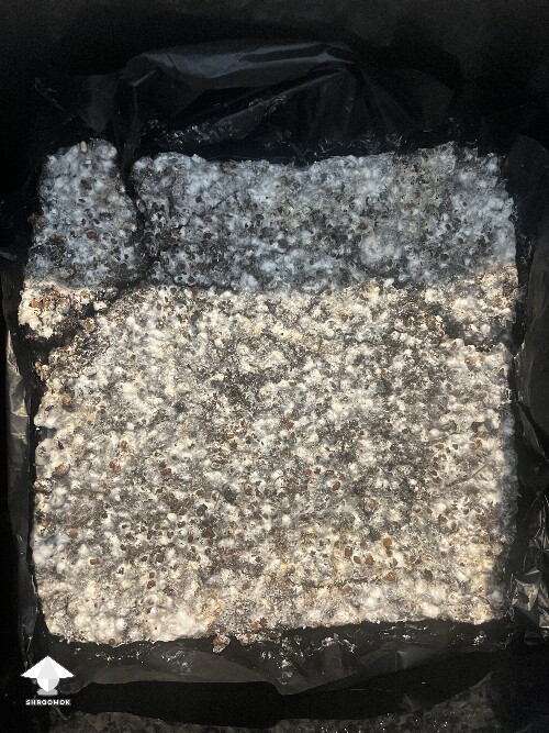 Thumbnail: Slow growing 69a9b14047b33