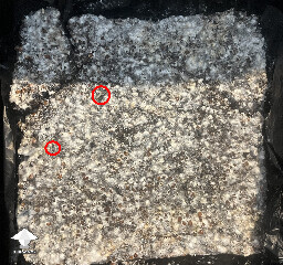 Slow growing 69aa27ddcbd36