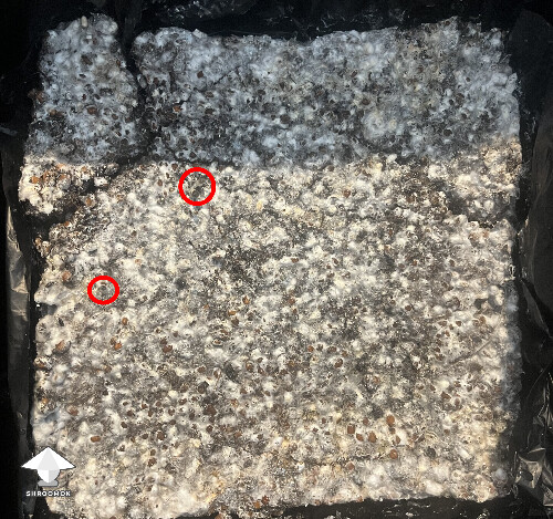 Slow growing 69aa27ddcbd36