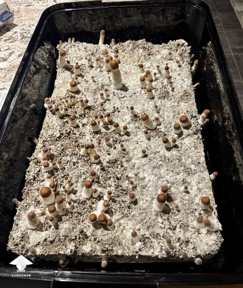 Thoughts (continued) from Dinogal 69b0c4657f973