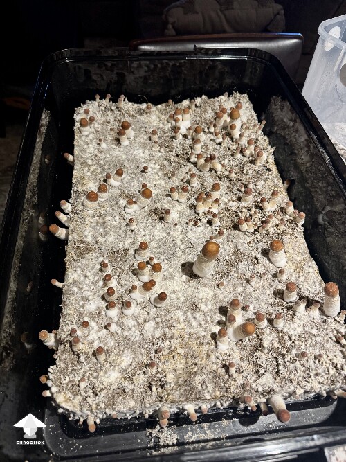 Thoughts (continued) from Dinogal 69b0c468a150c