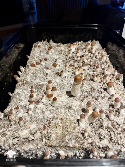 Thoughts (continued) from Dinogal 69b0c46c0eae9