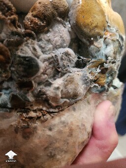 Good or bad mushrooms 69b32fcbd5da4