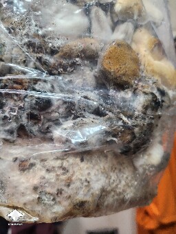 Good or bad mushrooms 69b32fd134367