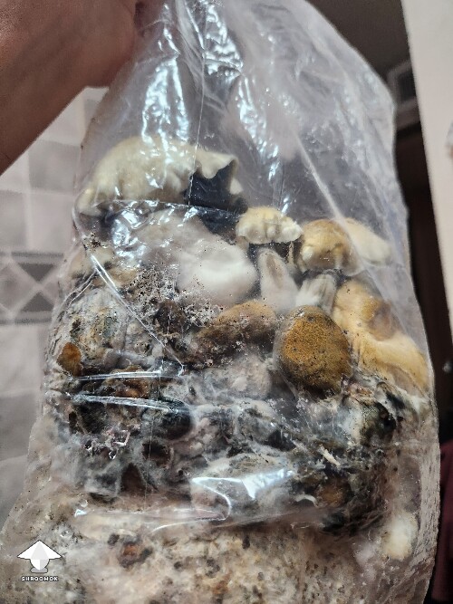 Good or bad mushrooms 69b32fc864d29