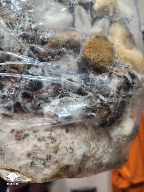 Good or bad mushrooms 69b32fd134367