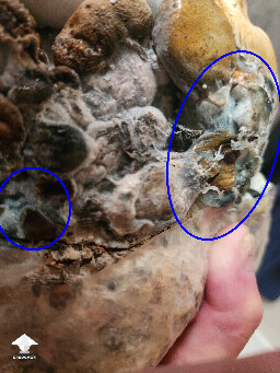 Good or bad mushrooms 69b45af9b39e5