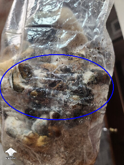 Good or bad mushrooms 69b45afbb668a