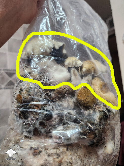 Good or bad mushrooms 69b45af77a14b