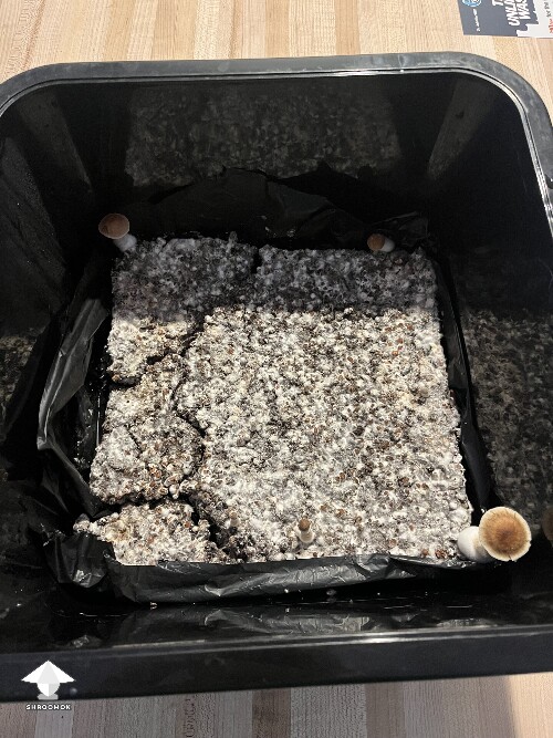 Thumbnail: Slow growing 69b40effbeea3