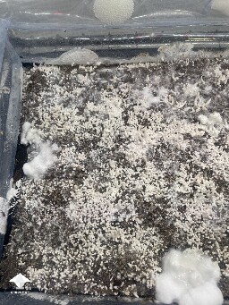 Slow growing 69c0879d579ef