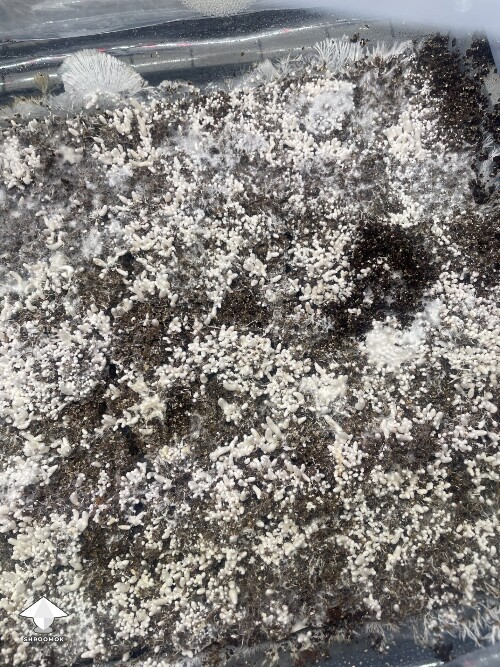 Thumbnail: Slow growing 69c0879e3826f