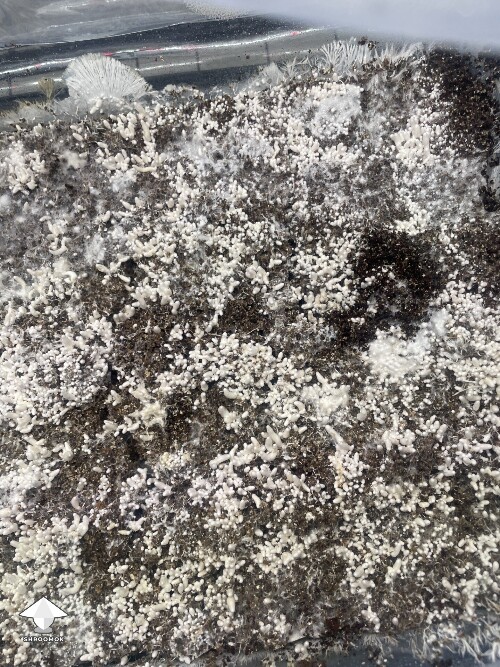 Thumbnail: Slow growing 69c0879f1e6d7