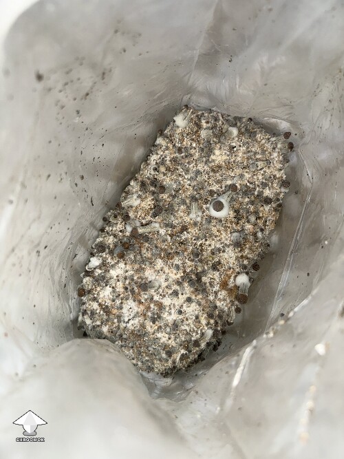 Grow bag 69caa6c557c87