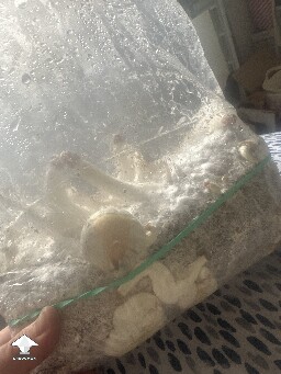 Grow bag 69d6829d396e1