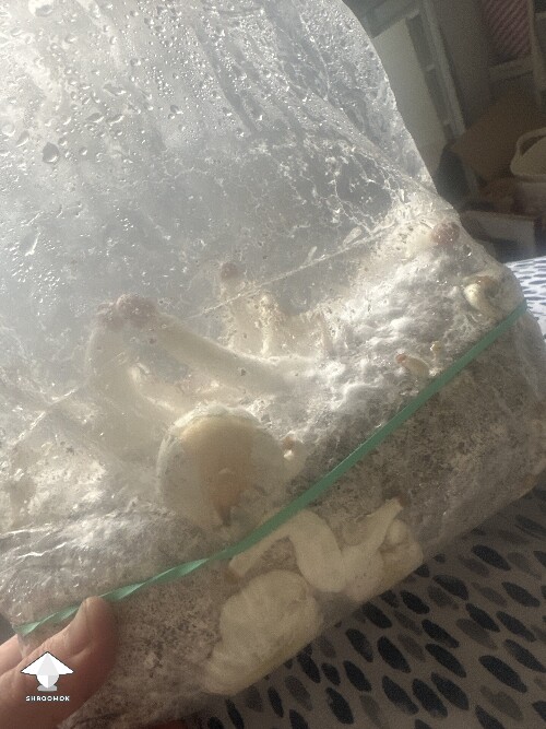 Grow bag 69d6829d396e1