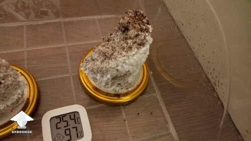 Thumbnail: day 7. what's going wrong? 69d74c9877180