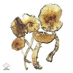Exploring the Potency and Growth of Amazonian Cubensis 🍄 69d896369f91a