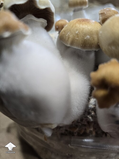 Thumbnail: Fuzzy Wuzzy? 69da410144bad