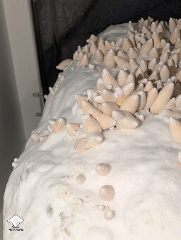 Amazonian Krinkle hybrid 69daf566ab1d7