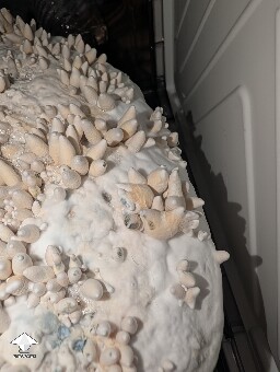 Amazonian Krinkle hybrid 69daf568abff7