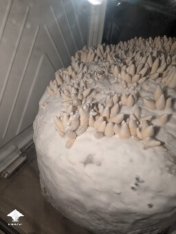 Amazonian Krinkle hybrid 69daf56ae78d9