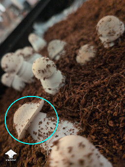 Harvest soon? 69dbd5523b691