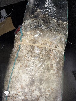 No pins after 15 days and maybe contam? 69db8ab74308b