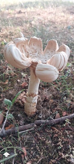 Unidentifiable 69db9622ac665