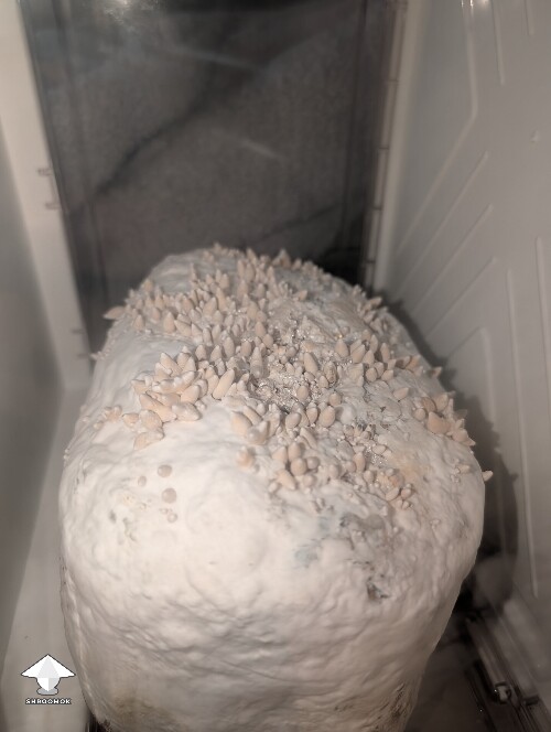 Thumbnail: Amazonian Krinkle hybrid 69daf5643324d