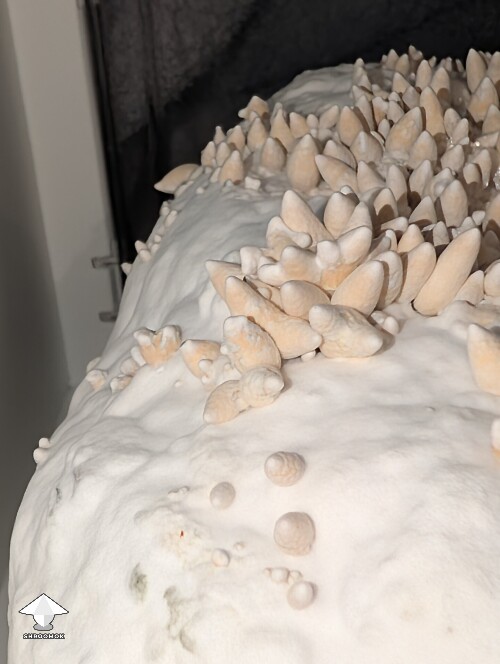 Thumbnail: Amazonian Krinkle hybrid 69daf566ab1d7