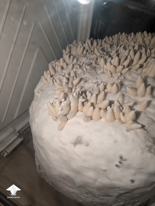 Thumbnail: Amazonian Krinkle hybrid 69daf56ae78d9