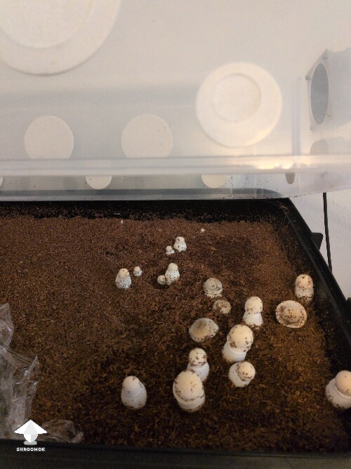 Thumbnail: Harvest soon? 69dba81f930cc