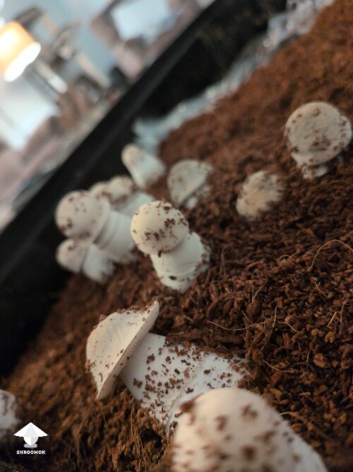 Thumbnail: Harvest soon? 69dba822e7faa