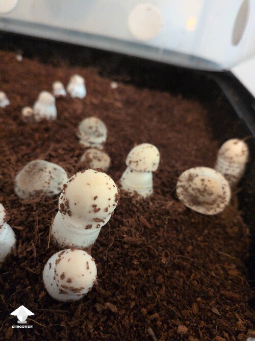 Thumbnail: Harvest soon? 69dba8253bb1e